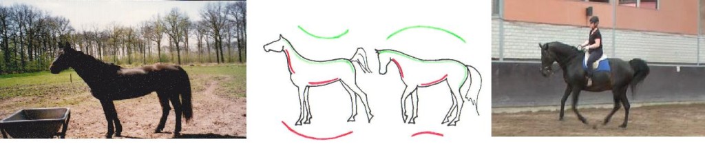 Macho's development: On the left Macho in 1997: short upperneck, long underneck, all his weight on the frontlegs, stiff and straight hindlegs. On the right Macho in 2012: longer upperneck an shorter underneck, his weight much more on his bending hindlegs. Image: www.straightnesstraining.com